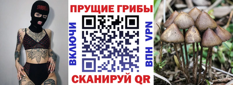 хочу наркоту  Краснознаменск  Галлюциногенные грибы Psilocybe 
